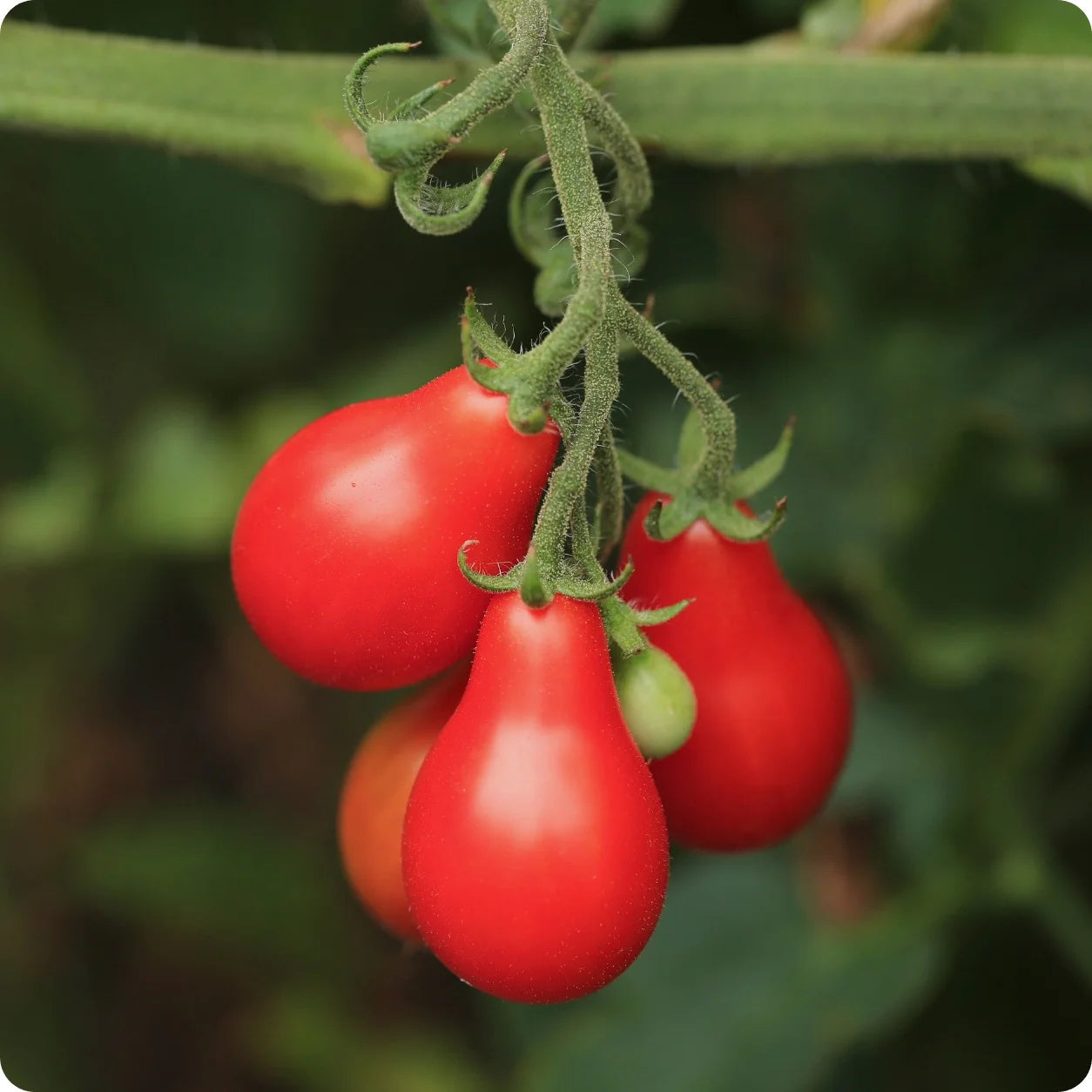 Red Pear Tomato Seeds – Organic Heirloom Tomatoes for Sweet, Pear-Shaped Fruit