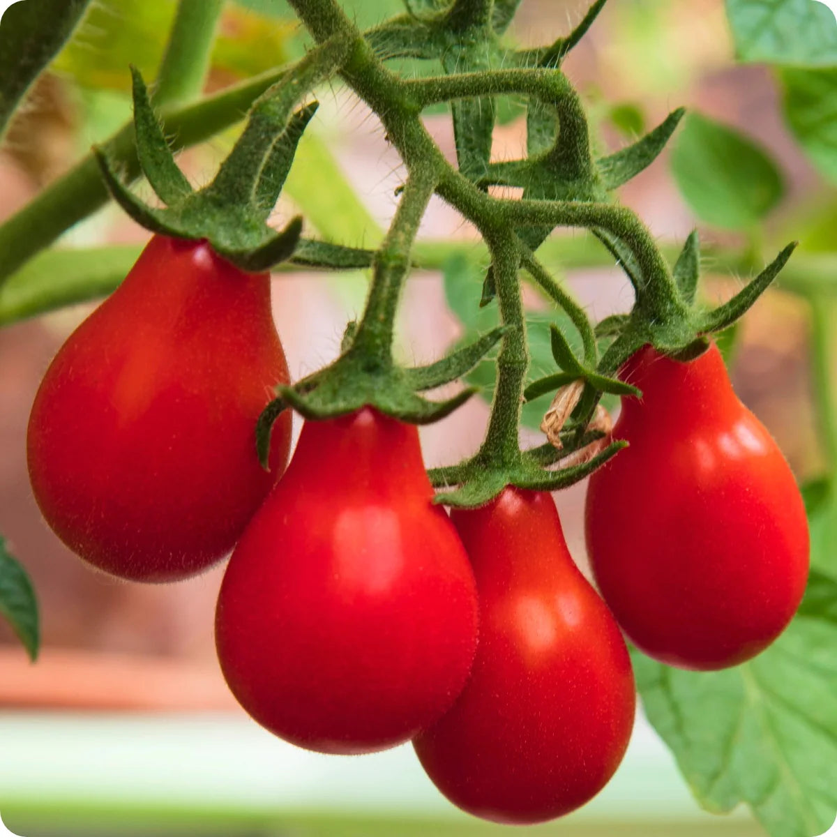 Red Pear Tomato Seeds – Organic Heirloom Tomatoes for Sweet, Pear-Shaped Fruit