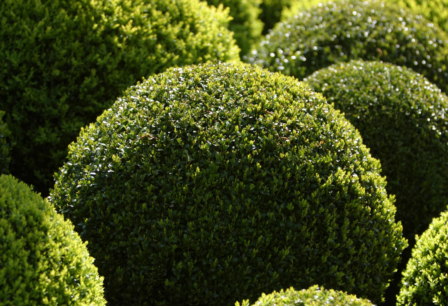 Topiary Tree Seeds for Artistic Garden Planting Grow Beautifully Shaped Shrubs and Trees