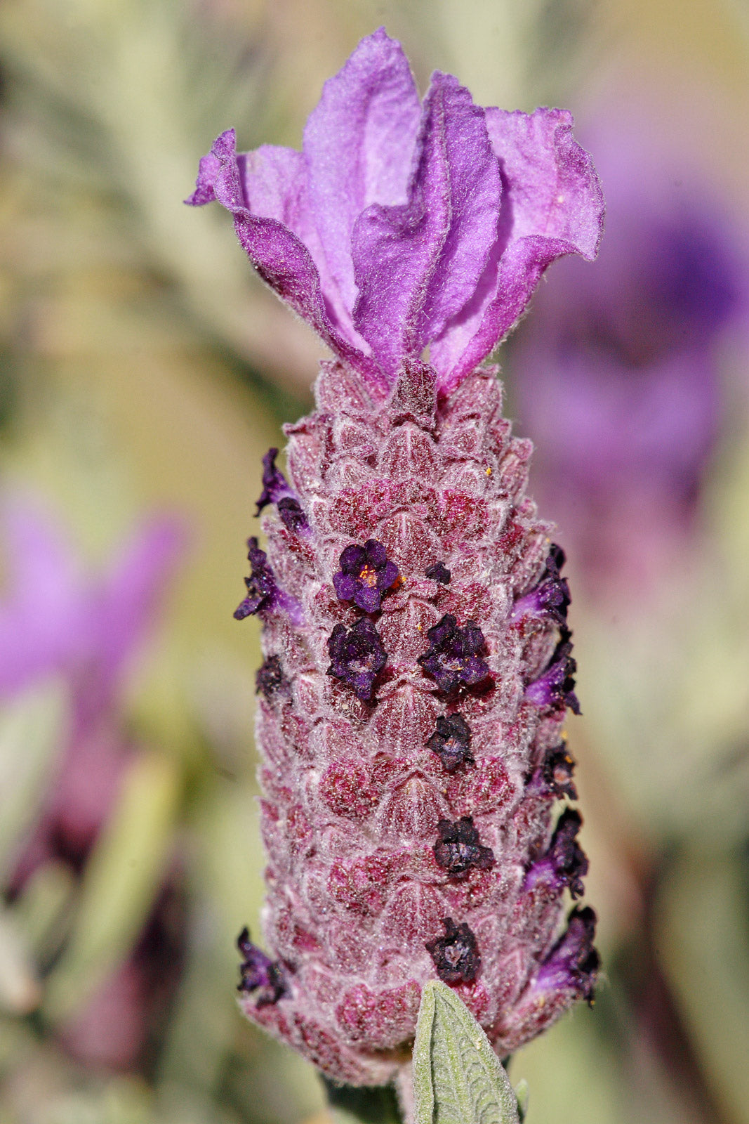 Lavender Stoechas Flower seeds for Planting - Long Bloom Season, Heirloom & GMO Free Seeds for Home Garden