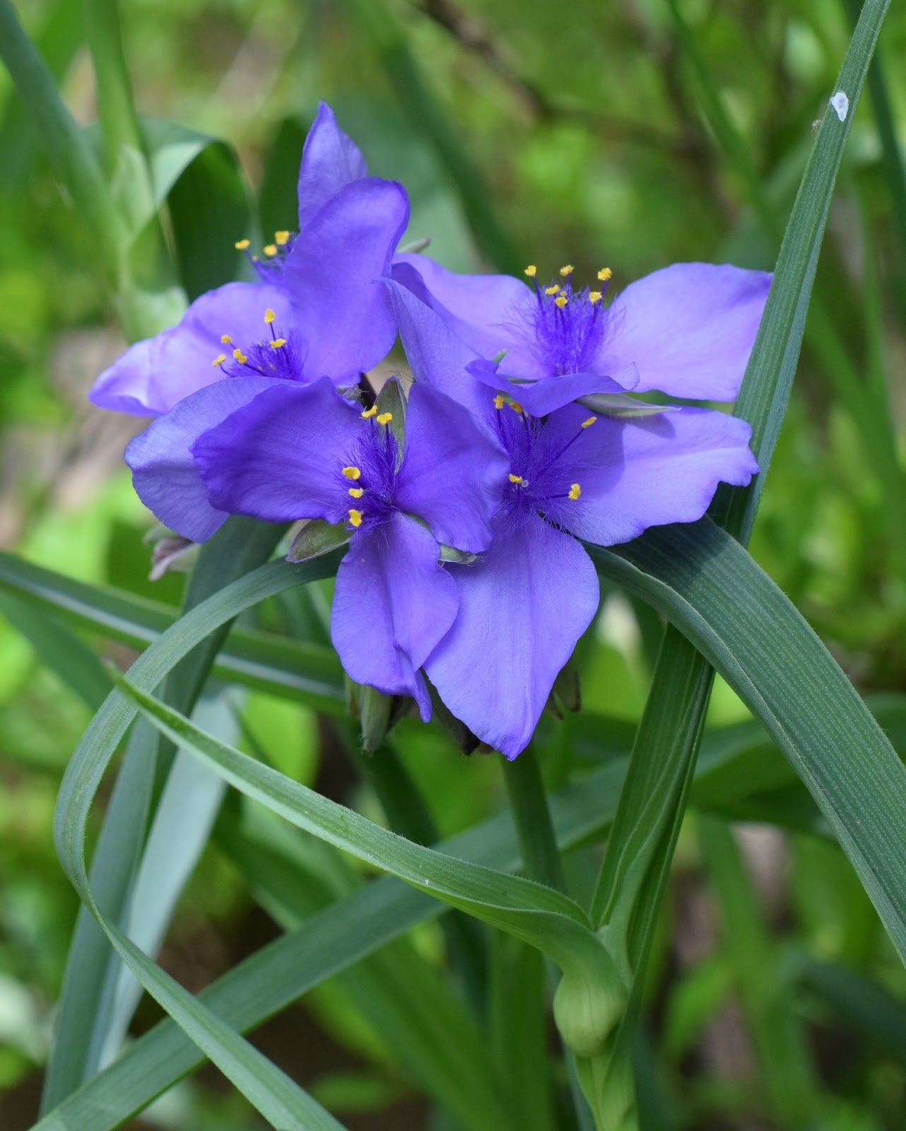 Blue Tradescantia Flower seeds for Planting - Long Bloom Season, Heirloom & GMO Free Seeds for Home Garden
