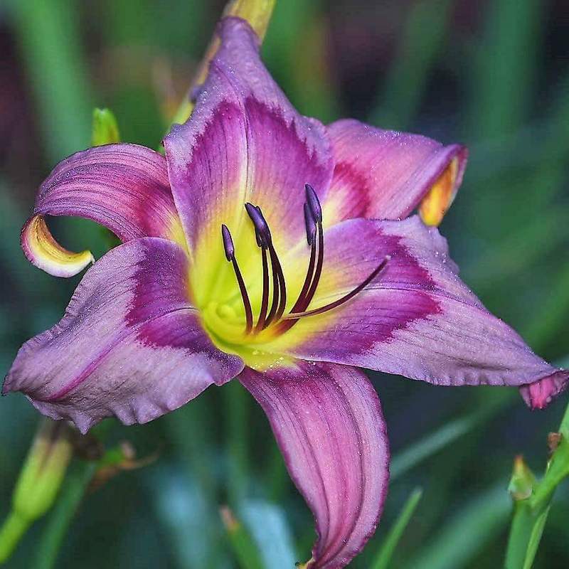 White Violet Hemerocallis Flower seeds for Planting - Compact Growth, Heirloom & GMO Free Seeds for Home Garden