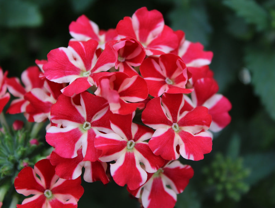 Stripe Verbena Flower seeds for Planting - Wildflower Mix, Heirloom & GMO Free Seeds for Home Garden