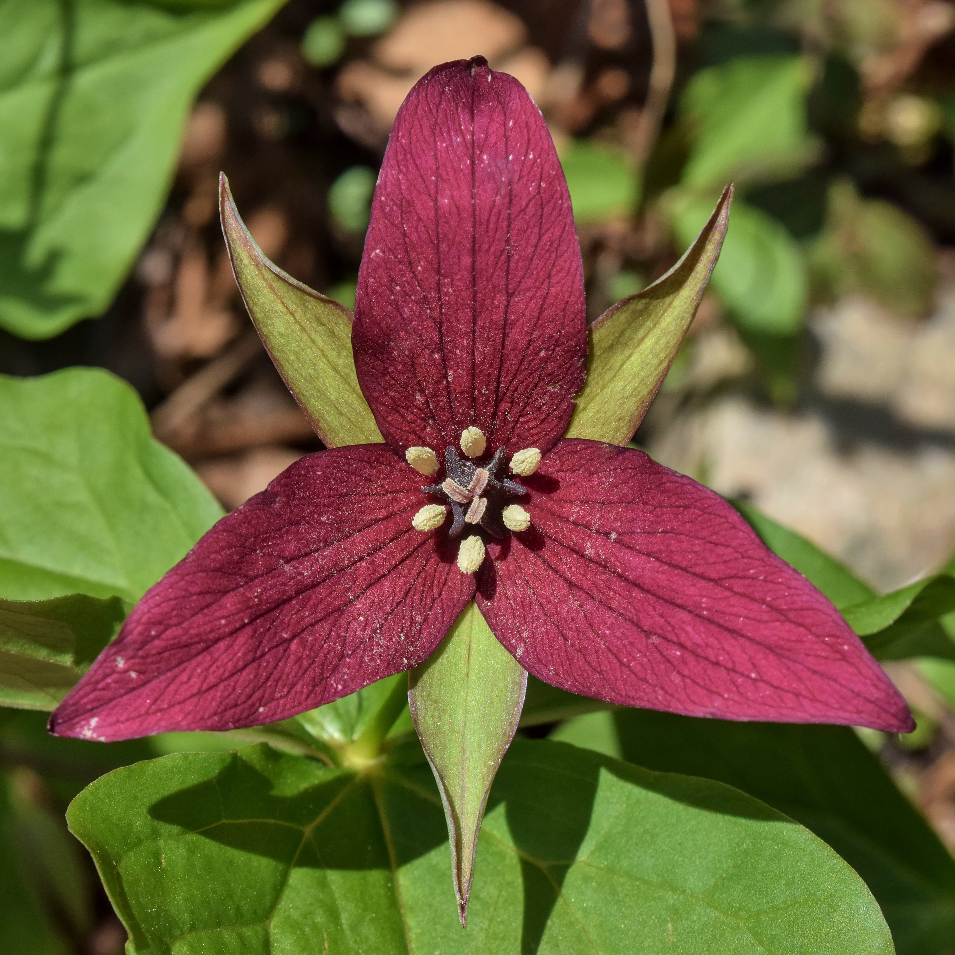 Green Trillium Flower seeds blooming in flower beds, containers, borders, and pollinator-friendly gardens