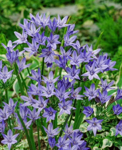 Fabiola Flower seeds for Planting - Sun Loving, Heirloom & GMO Free Seeds for Home Garden