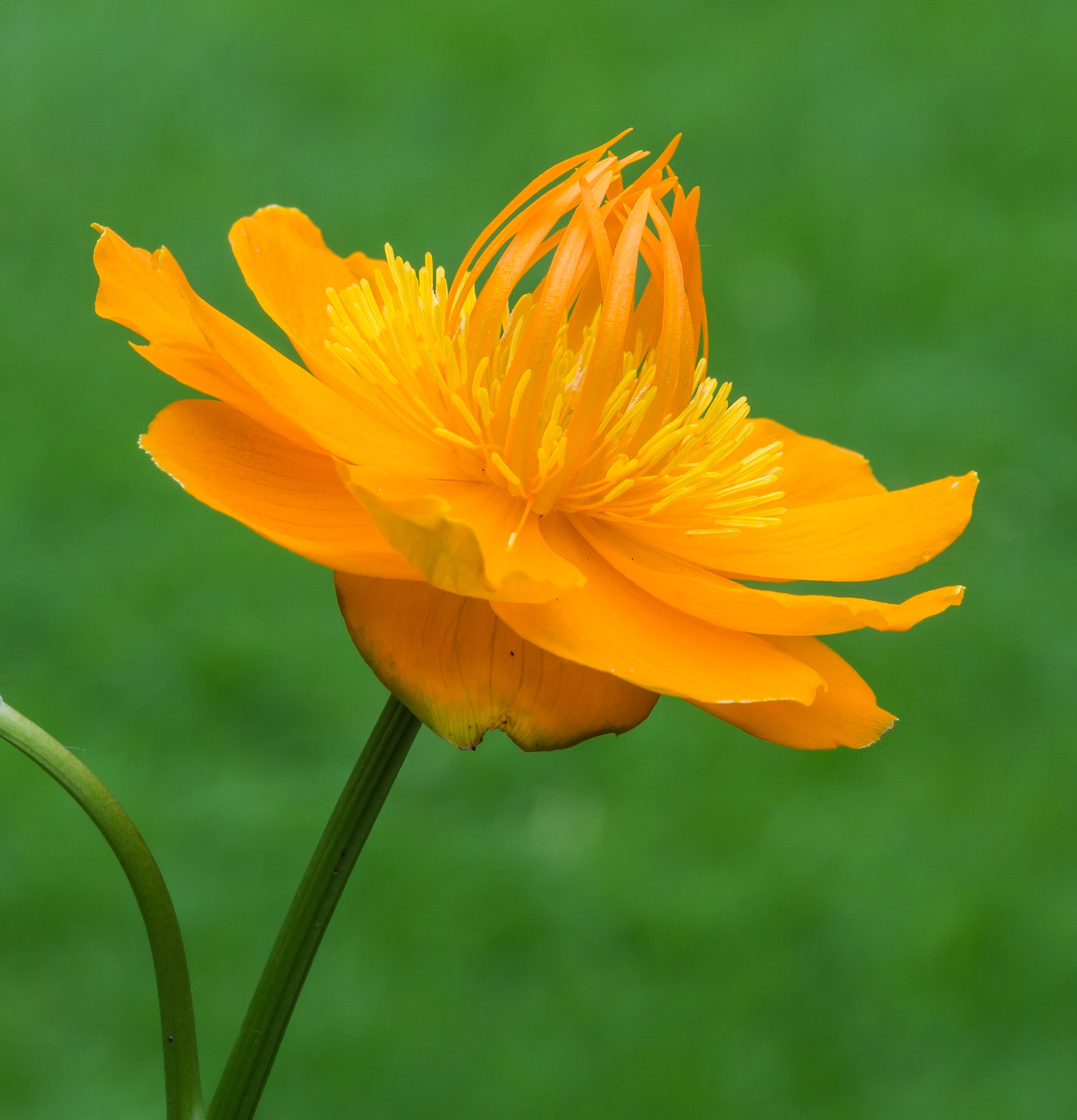 Trollius Flower seeds for Planting - Premium Quality, Heirloom & GMO Free Seeds for Home Garden