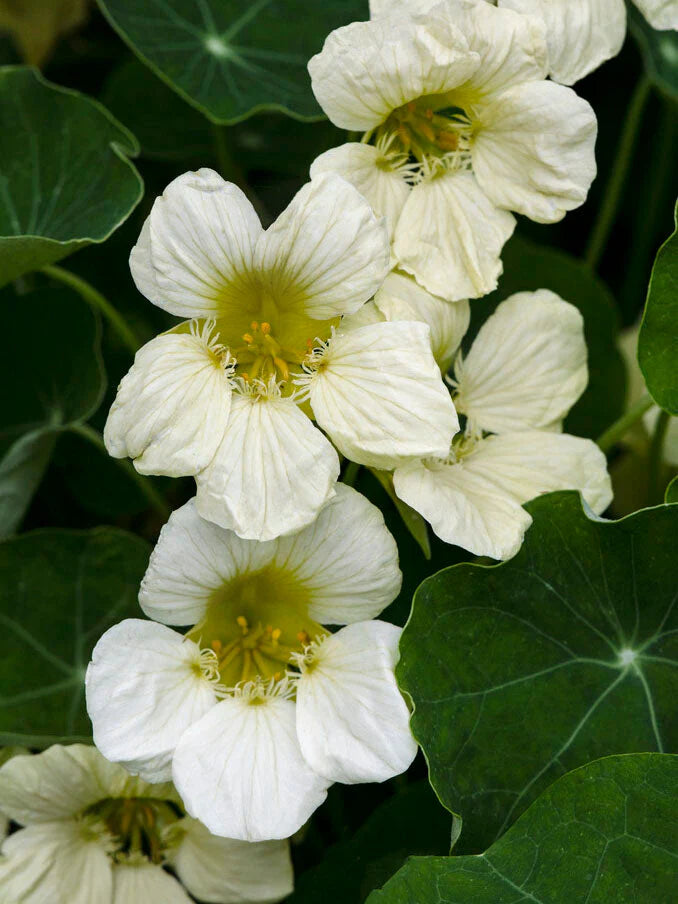 Yellow White Milkmaid Flower seeds for Planting - Fragrant Blossoms, Heirloom & GMO Free Seeds for Home Garden