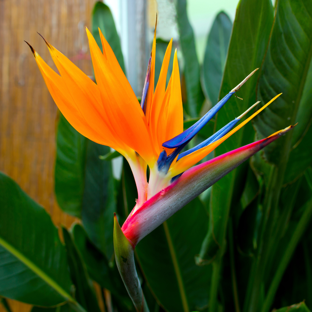 Mixed Strelitzia Flower seeds for Planting - Drought Tolerant, Heirloom & GMO Free Seeds for Home Garden