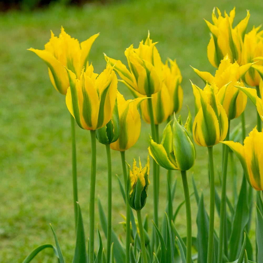 Yellow Green Tulip Flower seeds for Planting - Cottage Garden Essential, Heirloom & GMO Free Seeds for Home Garden