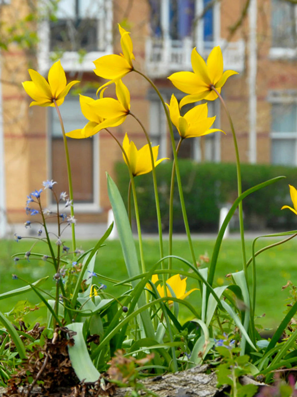 Tulipa Sylvestris Flower seeds for Planting - Long Bloom Season, Heirloom & GMO Free Seeds for Home Garden