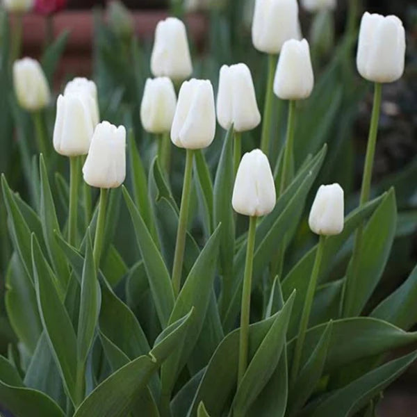 Tulip Flower seeds for Planting - Garden Favorite, Heirloom & GMO Free Seeds for Home Garden