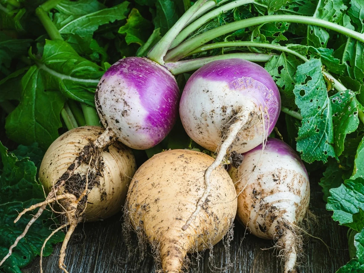 Purple White Rutabaga Seeds for Planting, Vegetable Seeds