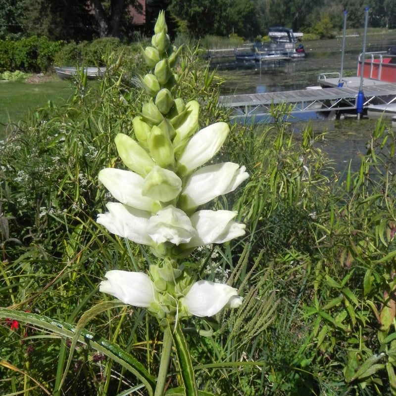 White Turtlehead Flower seeds for Planting - Wildflower Mix, Heirloom & GMO Free Seeds for Home Garden