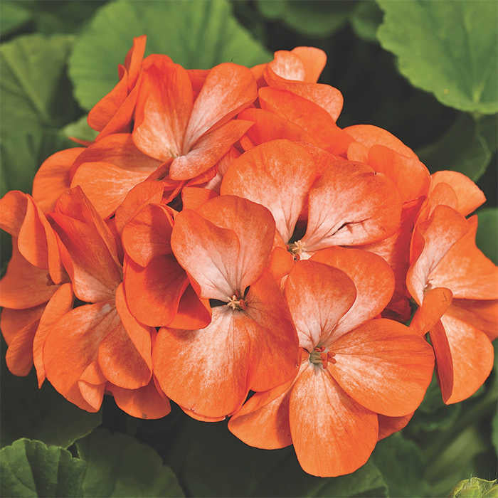 Univalve Geranium Seeds for Planting
