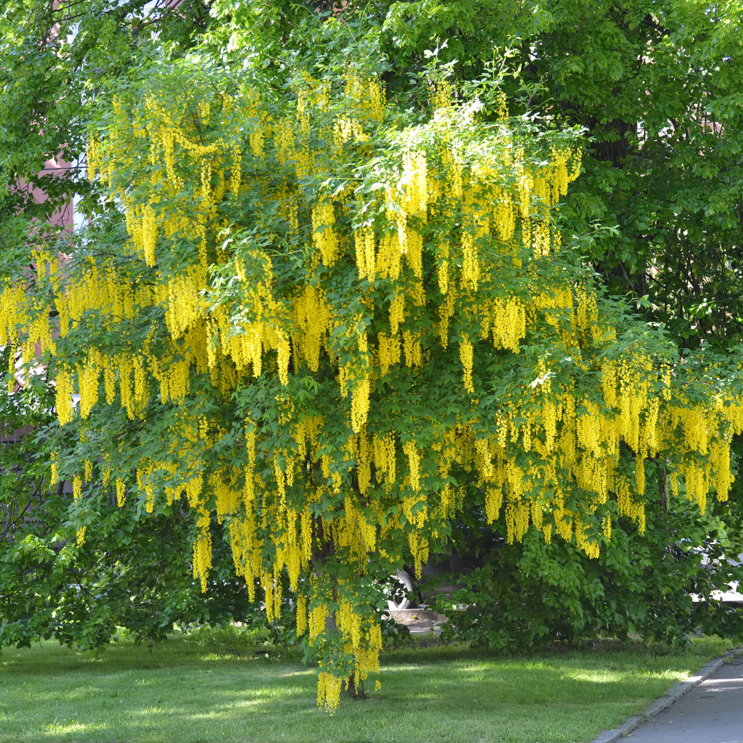 Light Yellow Crape Myrtle Tree Flower seeds for Planting - Long Bloom Season, Heirloom & GMO Free Seeds for Home Garden