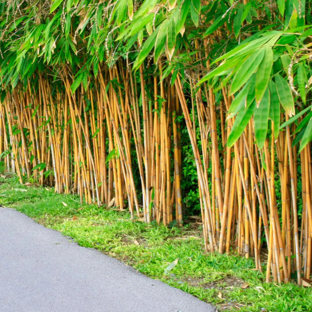 Planting Bamboo Tree Seeds for a Lush Garden