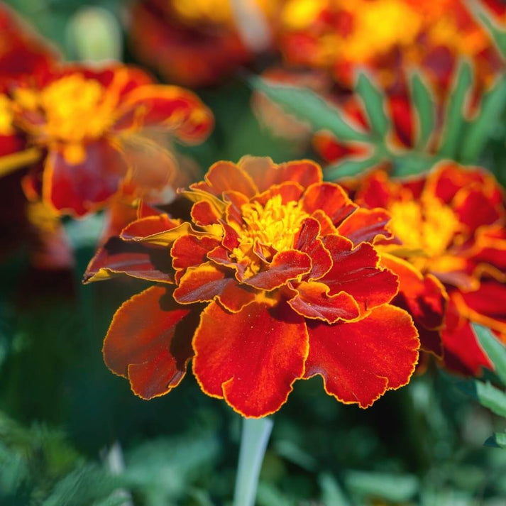Patula Flower seeds blooming in flower beds, containers, borders, and pollinator-friendly gardens