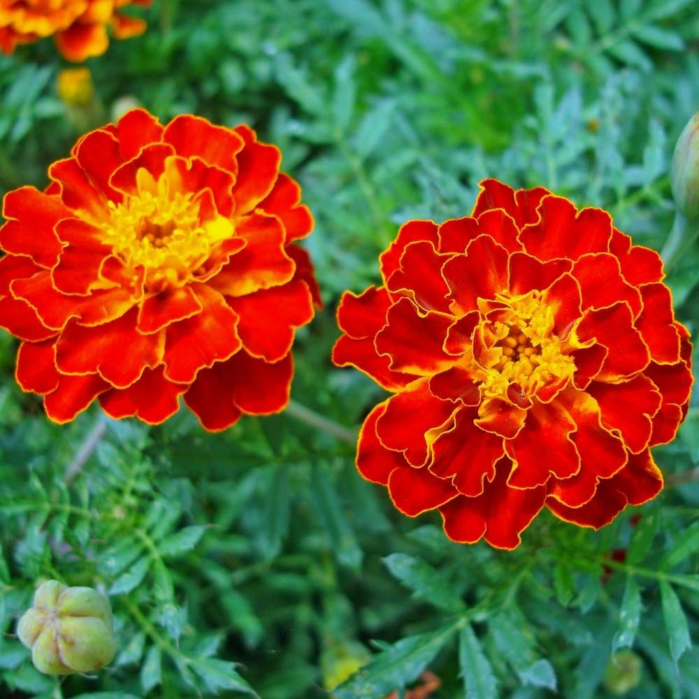 Multi-Colored Marigold Flower seeds for Planting - Drought Tolerant, Heirloom & GMO Free Seeds for Home Garden