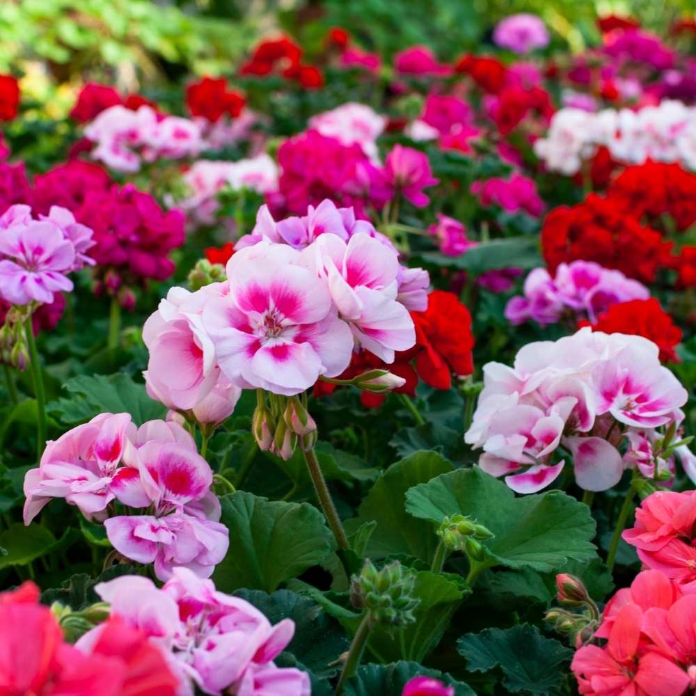 Mixed Geranium Flower Seeds for Easy Planting