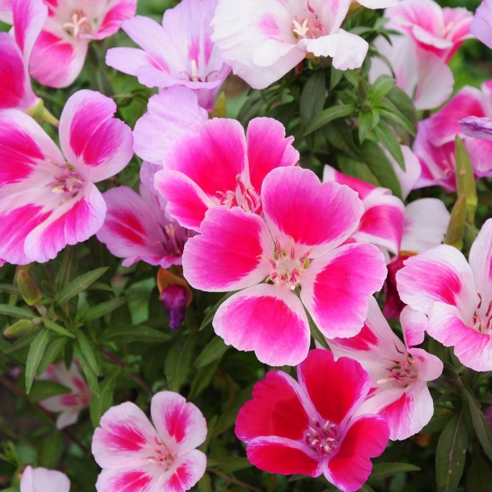 Multicolor Azalea Flower seeds for Planting - Cottage Garden Essential, Heirloom & GMO Free Seeds for Home Garden