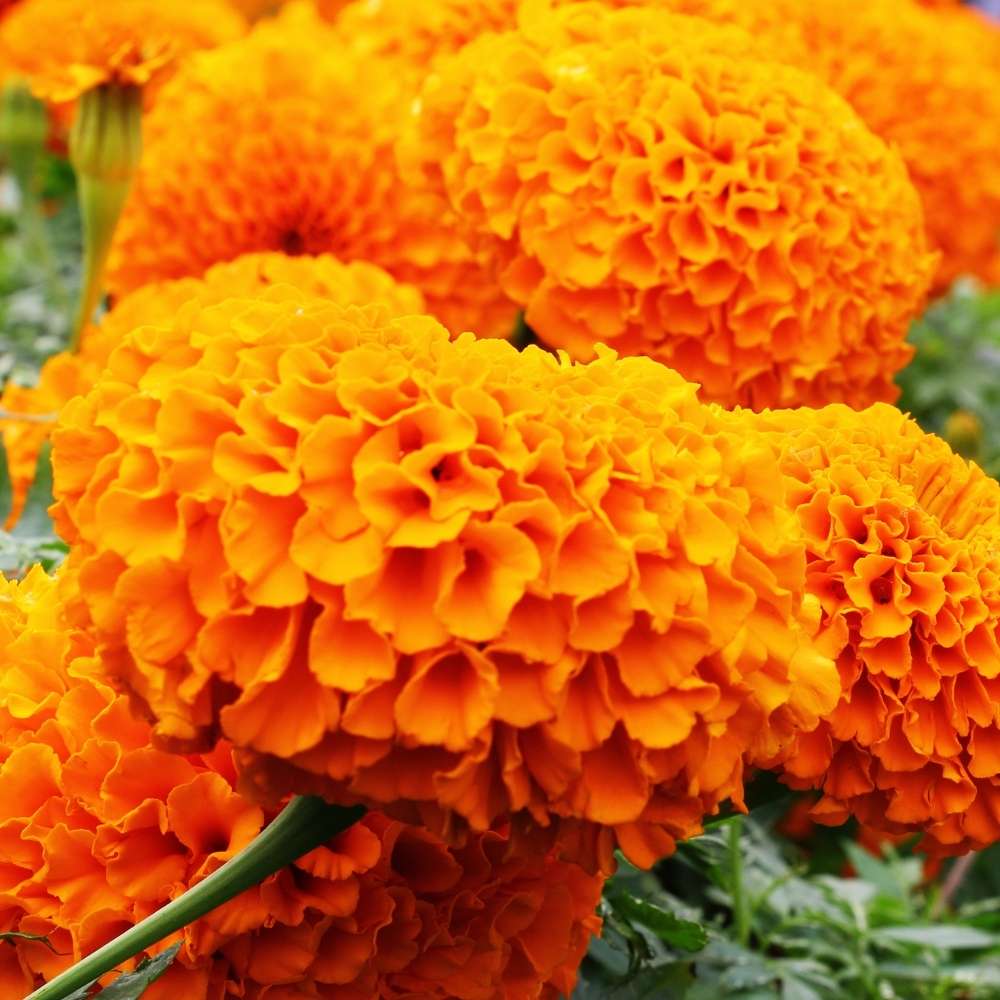 Dark Orange Marigold Flower Seeds for Planting Cottage Garden Essential Heirloom & GMO Free Seeds for Home Garden
Sale