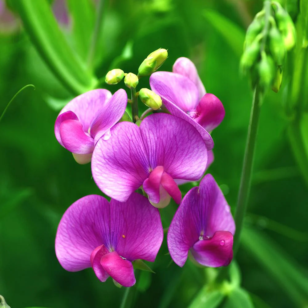 Sweet Pea Flower seeds for Planting Shade Tolerant Heirloom & GMO Free Seeds for Home Garden