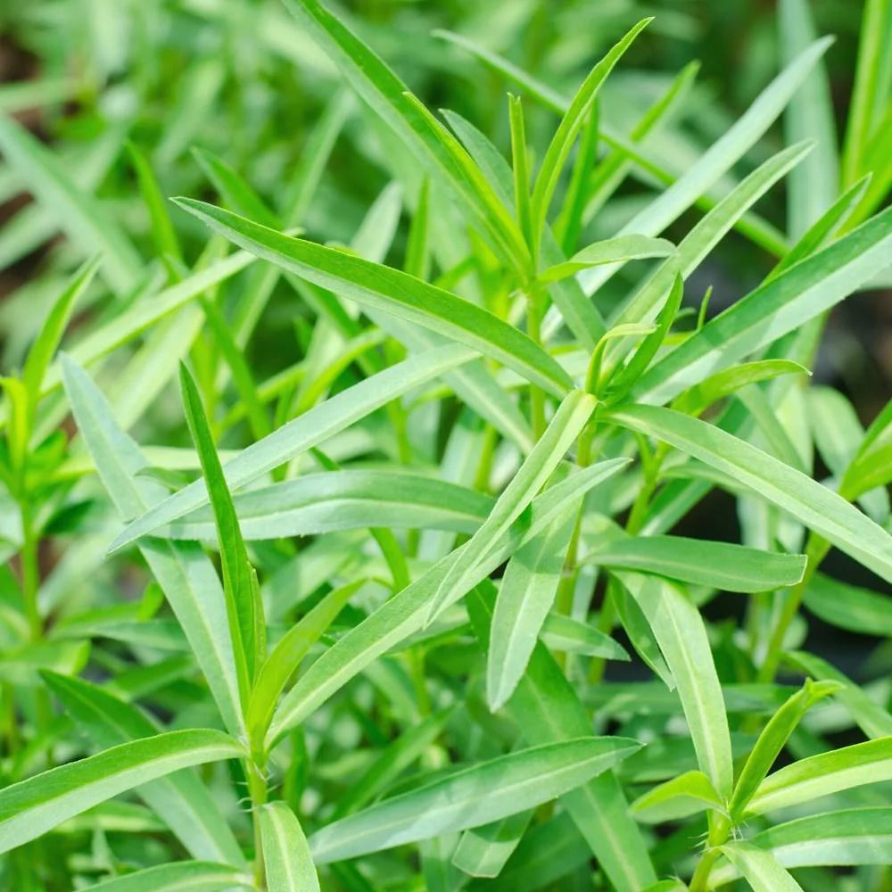 Green Tarragon Seeds for Planting