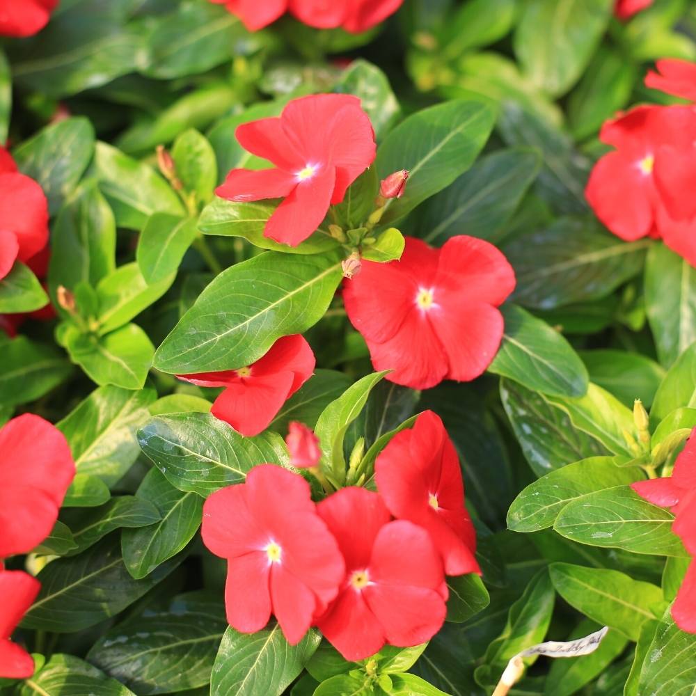 Vinca Cooling Red Annual Seeds for Vibrant Red Flowers