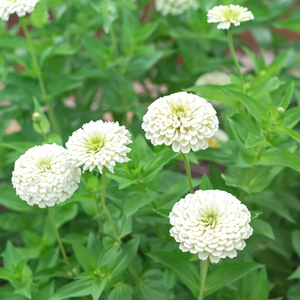 Heirloom White Zinnia Salmon Flower seeds blooming in flower beds, containers, borders, and pollinator-friendly gardens