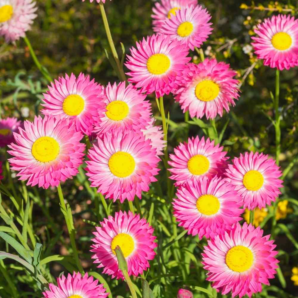 Paper Acroclinium Flower seeds for Planting - Sun Loving, Heirloom & GMO Free Seeds for Home Garden
