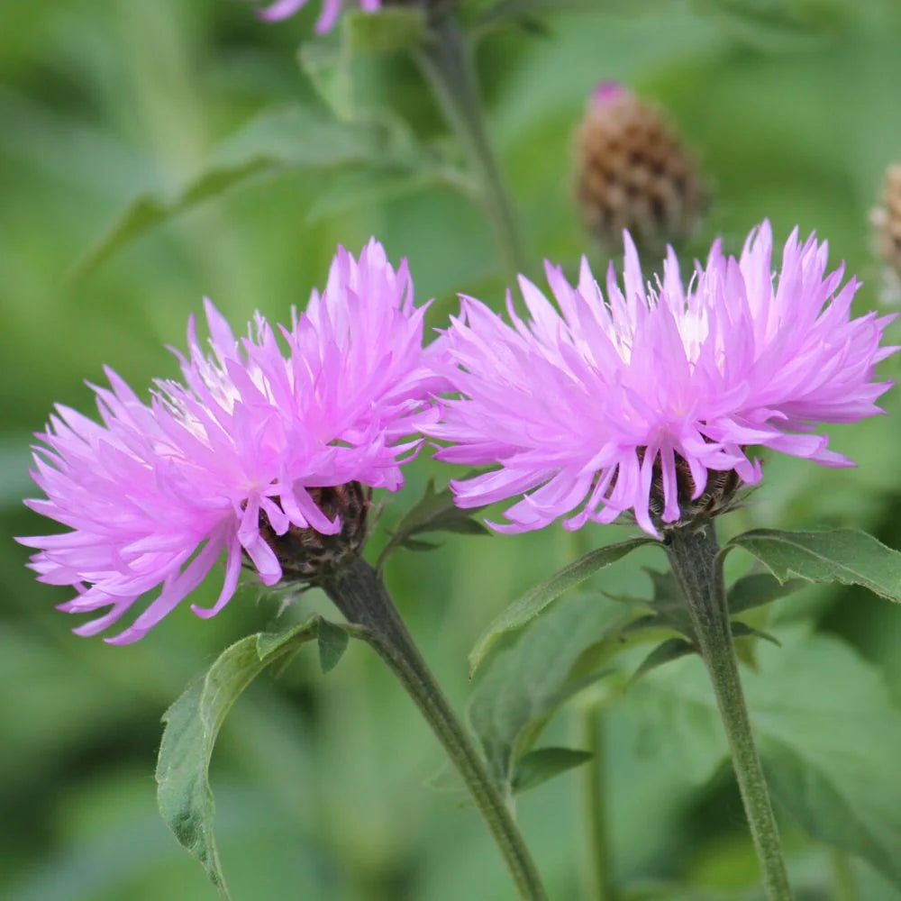 Cirsium Muticum Flower seeds for Planting - Drought Tolerant, Heirloom & GMO Free Seeds for Home Garden