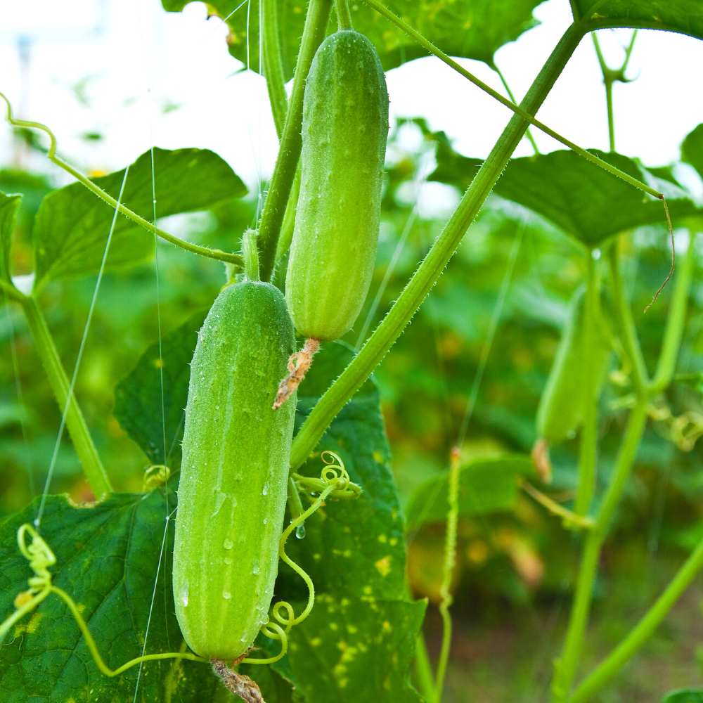 Cucumber Vegetable Seeds for Easy Planting