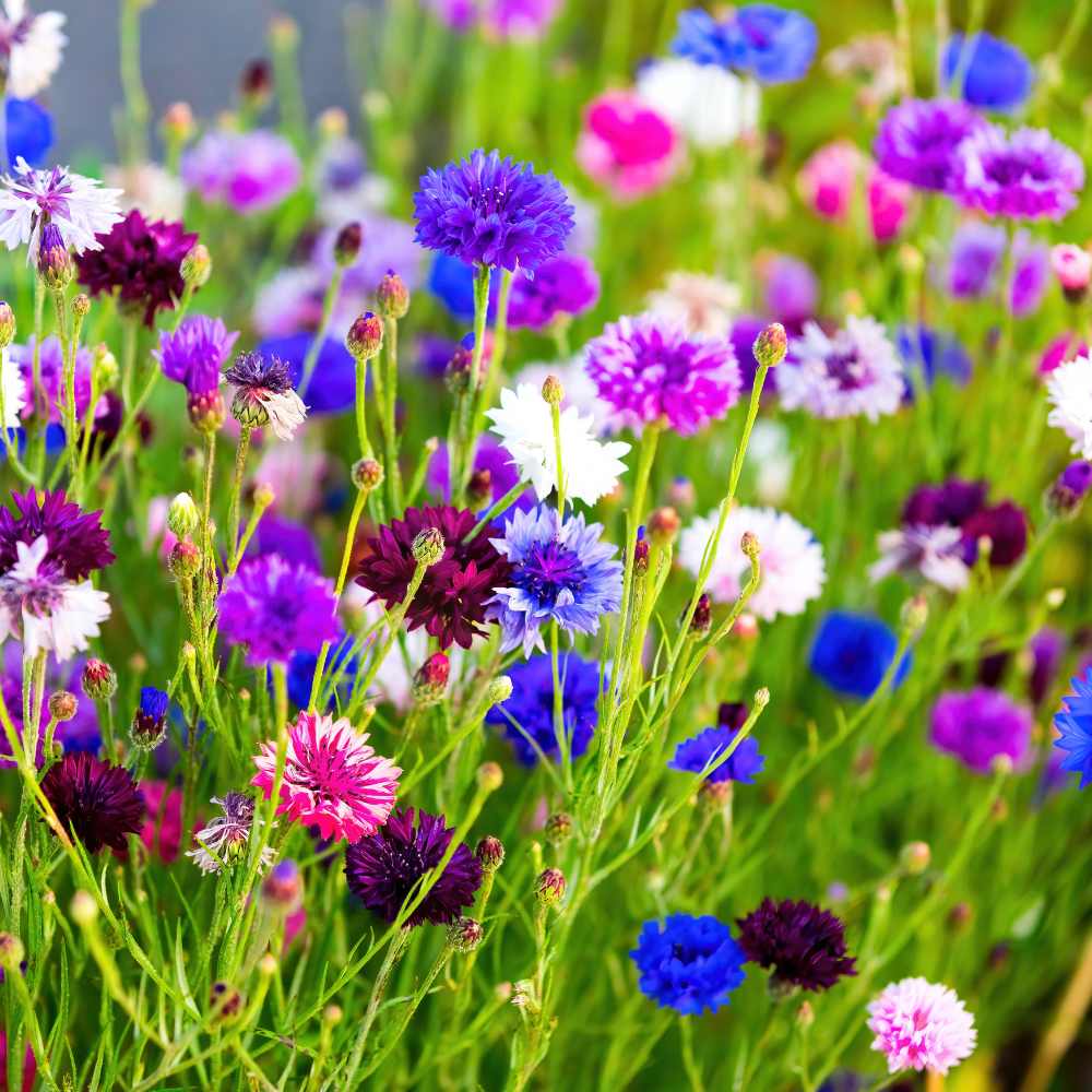 Cornflower Flower seeds for Planting Shade Tolerant Heirloom & GMO Free Seeds for Home Garden