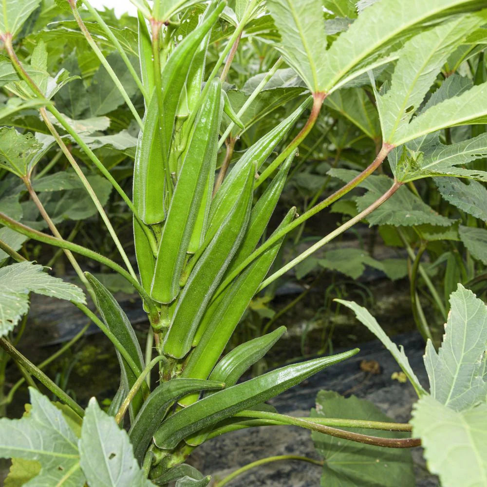Green Okra Seeds for Planting Vegetable Garden Essentials