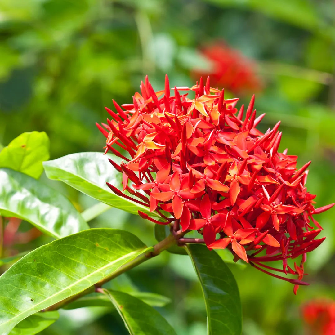 Ixora Flower seeds for Planting - Fragrant Blossoms, Heirloom & GMO Free Seeds for Home Garden