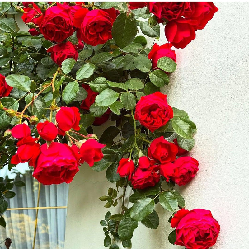 Climbing Rose Flower seeds for Planting Garden Favorite Heirloom & GMO Free Seeds for Home Garden
