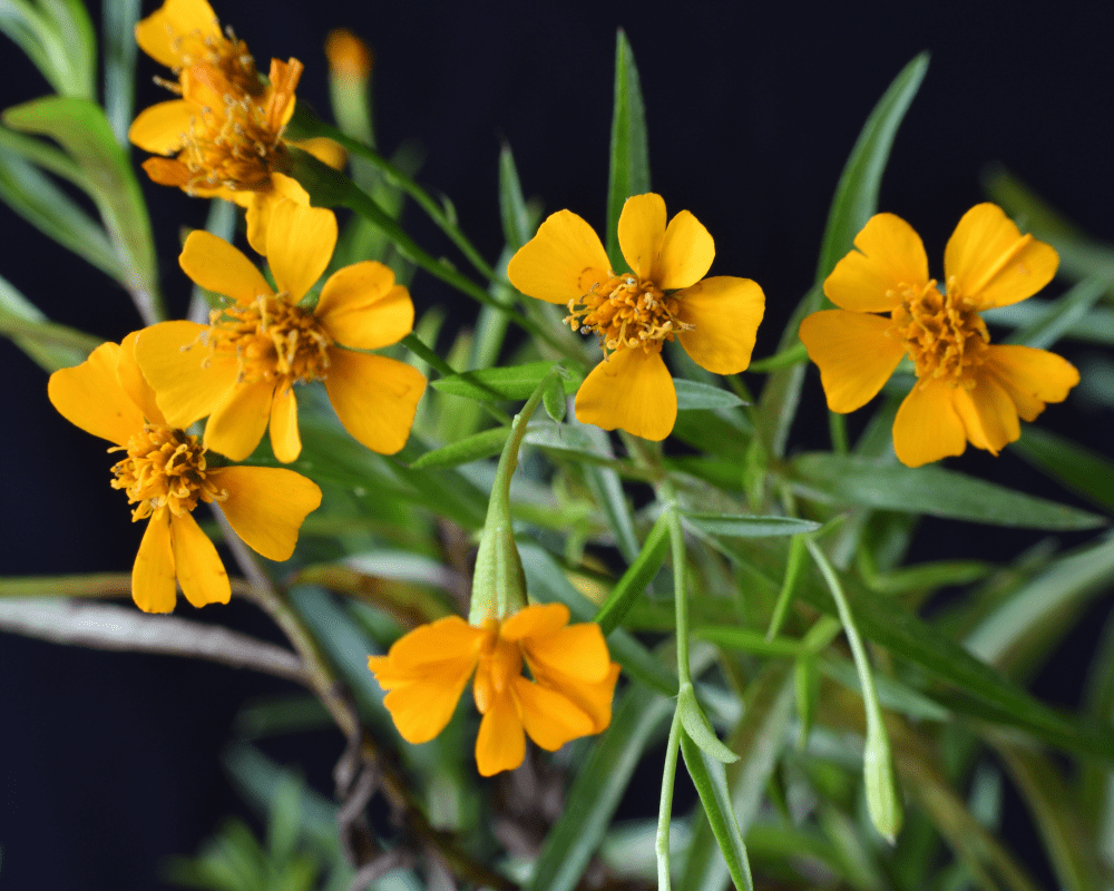 Mint Marigold Flower seeds blooming in flower beds, containers, borders, and pollinator-friendly gardens
