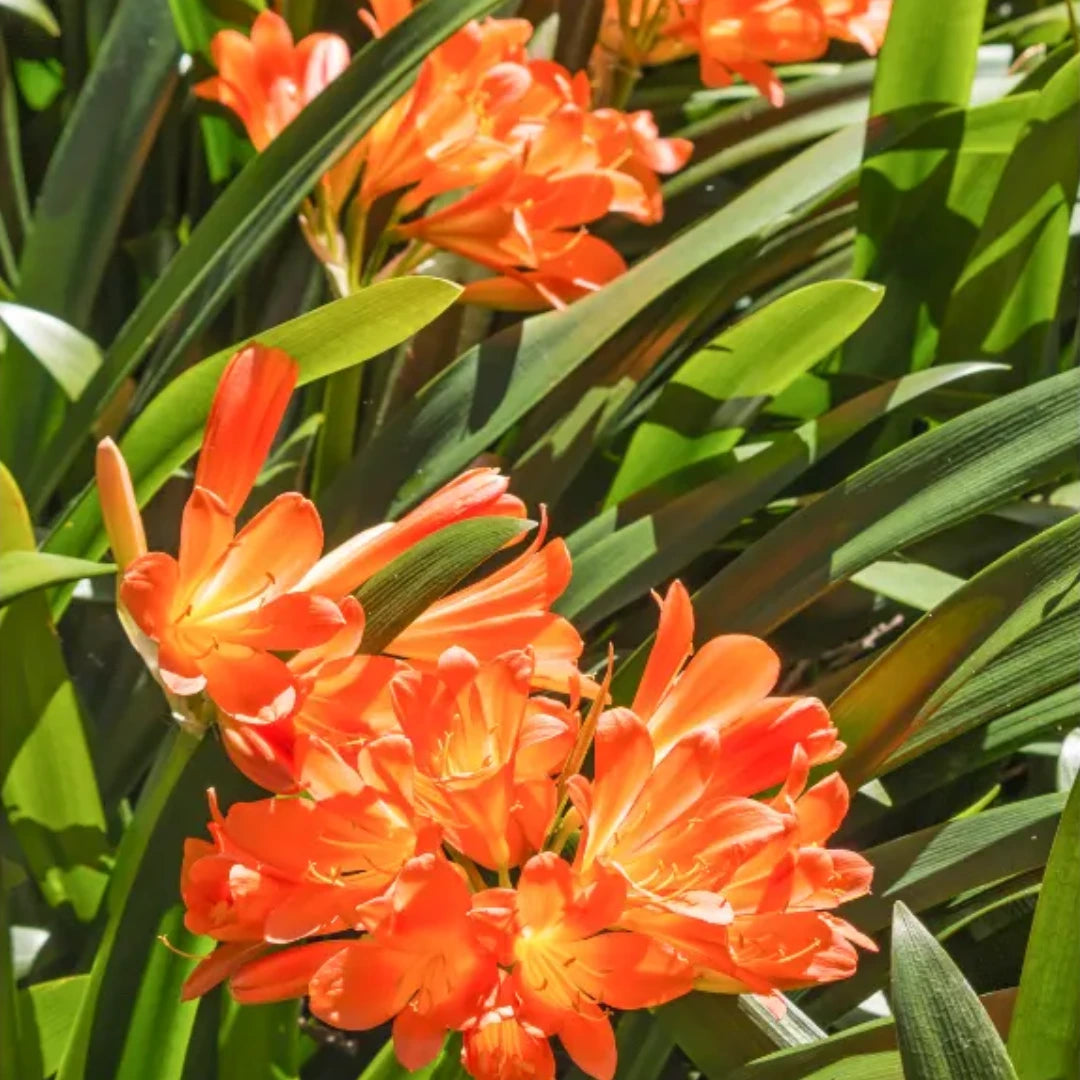 Mixed Clivia Clivia spp Seeds for Planting in Indoor Garden