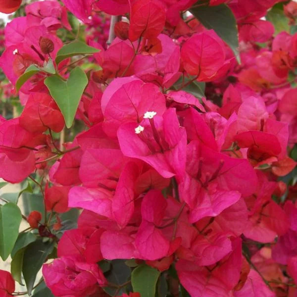 Pink Bougainvillea Flower seeds blooming in flower beds, containers, borders, and pollinator-friendly gardens