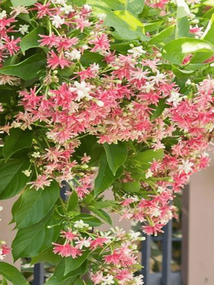 Quispualis Indica Flower seeds for Planting - Cut Flower Favorite, Heirloom & GMO Free Seeds for Home Garden