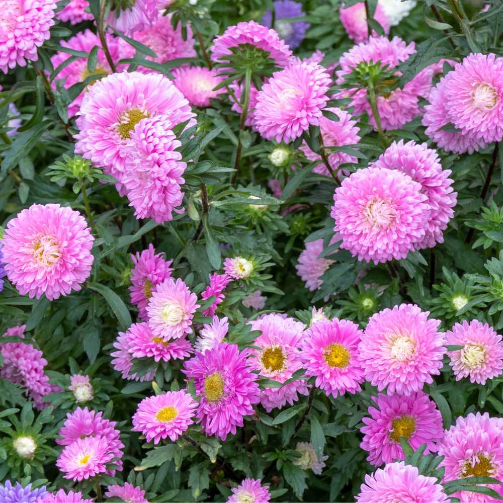 Light Pink China Aster Flower Seeds for Planting Long Bloom Season Heirloom & GMO Free Seeds for Home Garden
Sale