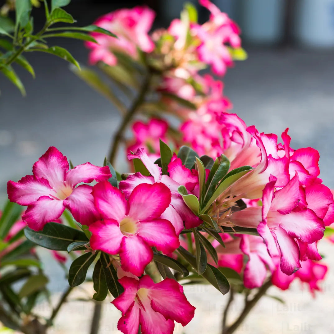 Wüstenrose Flower seeds for Planting - Seasonal Bloomer, Heirloom & GMO Free Seeds for Home Garden