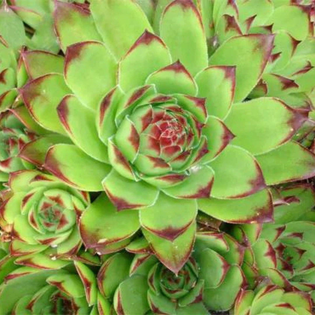 Green Sempervivum Flower seeds blooming in flower beds, containers, borders, and pollinator-friendly gardens