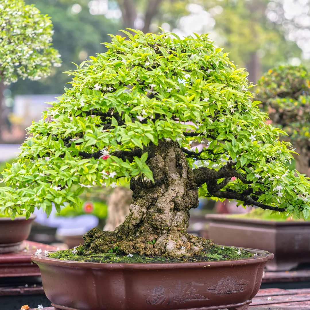 Green Juniper Bonsai Tree Planting Seeds - Perfect for Indoor and Outdoor Cultivation