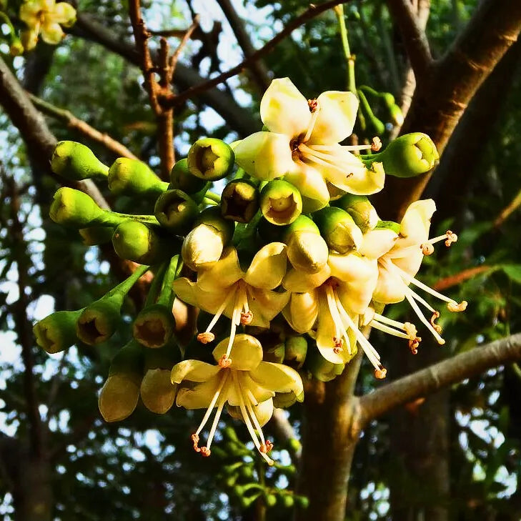 Green Ceiba Pentandra Flower seeds blooming in flower beds, containers, borders, and pollinator-friendly gardens
