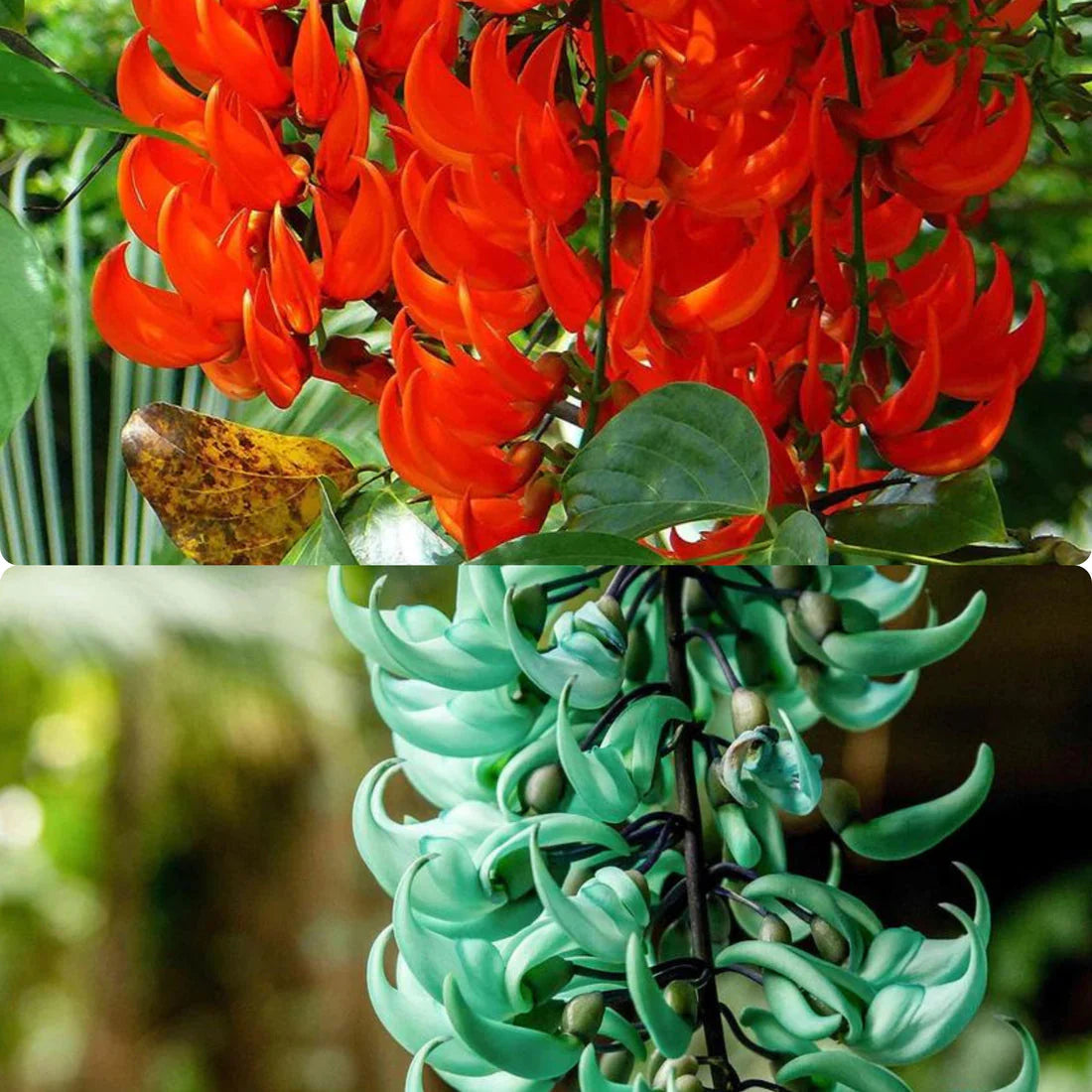 Orange Strongylodon Macrobotrys Seeds Flower seeds for Planting Garden Favorite Heirloom & GMO Free Seeds for Home Garde