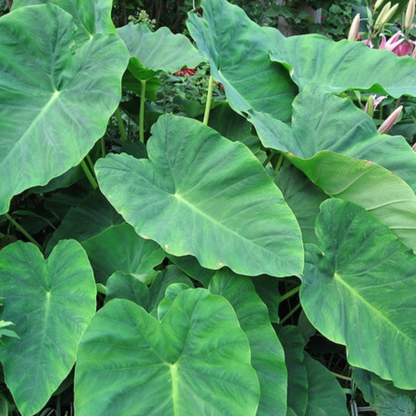 Colocasia Flower seeds for Planting Low Maintenance Heirloom & GMO Free Seeds for Home Garden
Sale for planting in home garden