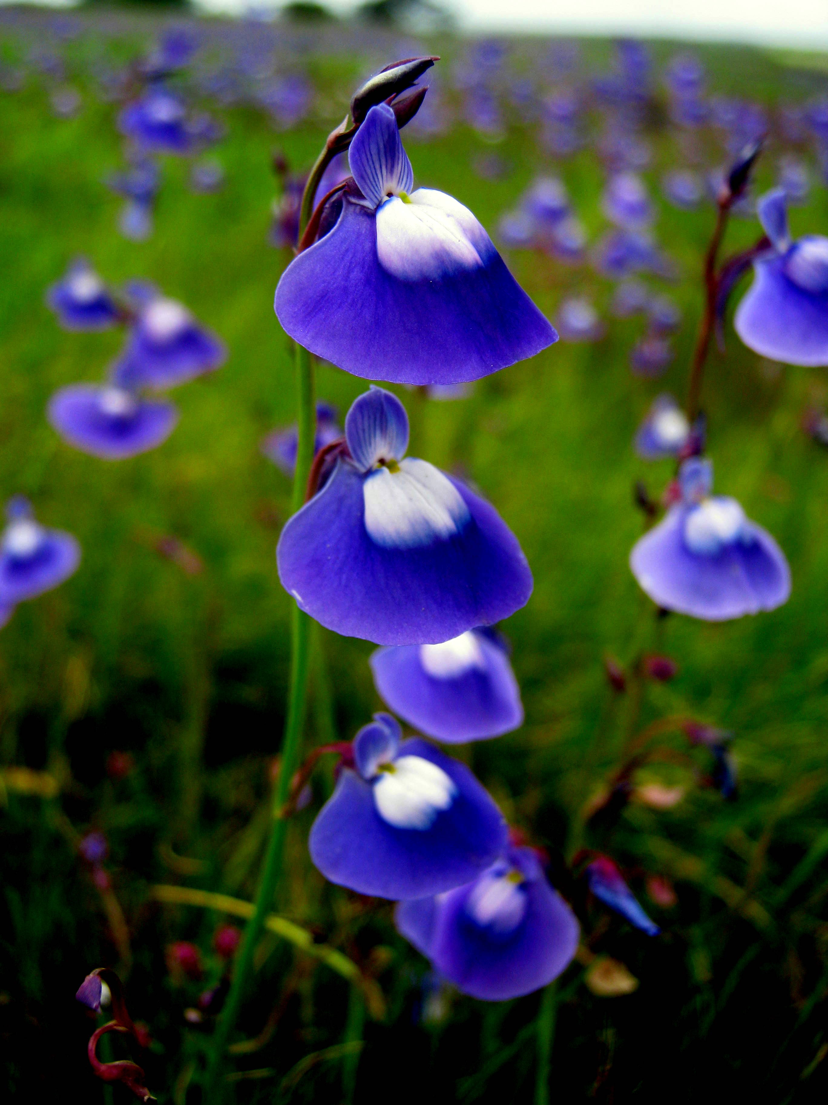 Blue Utricularia Flower seeds for Planting - Seasonal Bloomer, Heirloom & GMO Free Seeds for Home Garden