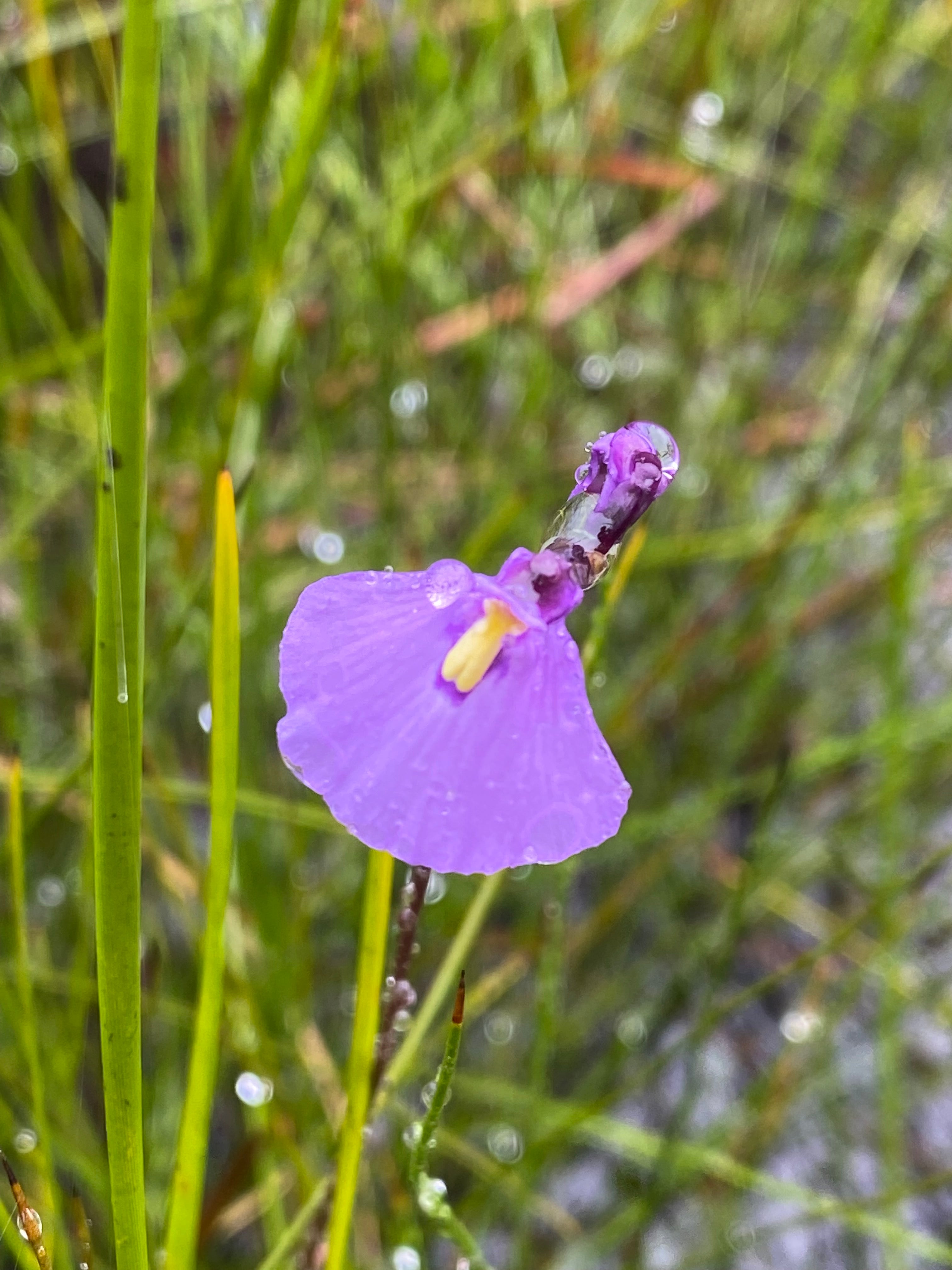 Utricularia Arenaria Flower seeds for Planting - Cottage Garden Essential, Heirloom & GMO Free Seeds for Home Garden