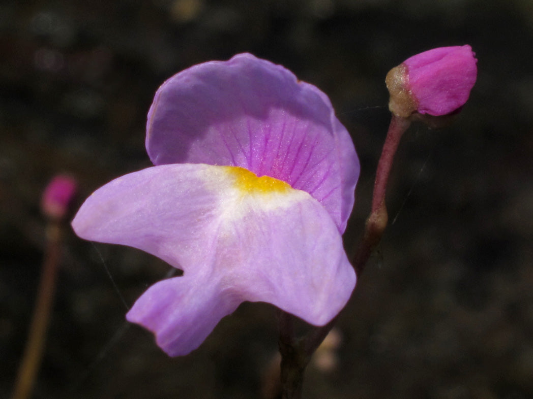 Violet Utricularia Flower seeds for Planting - Wildflower Mix, Heirloom & GMO Free Seeds for Home Garden
Sale